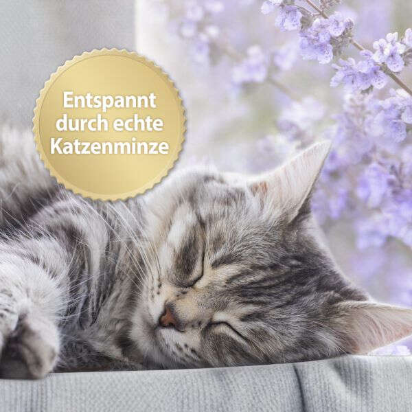 Felisept Home Comfort Beruhigungshalsband für Katzen